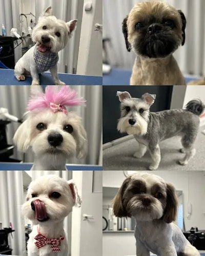 Psi salon Reksio Monika Pękowska-Pająk